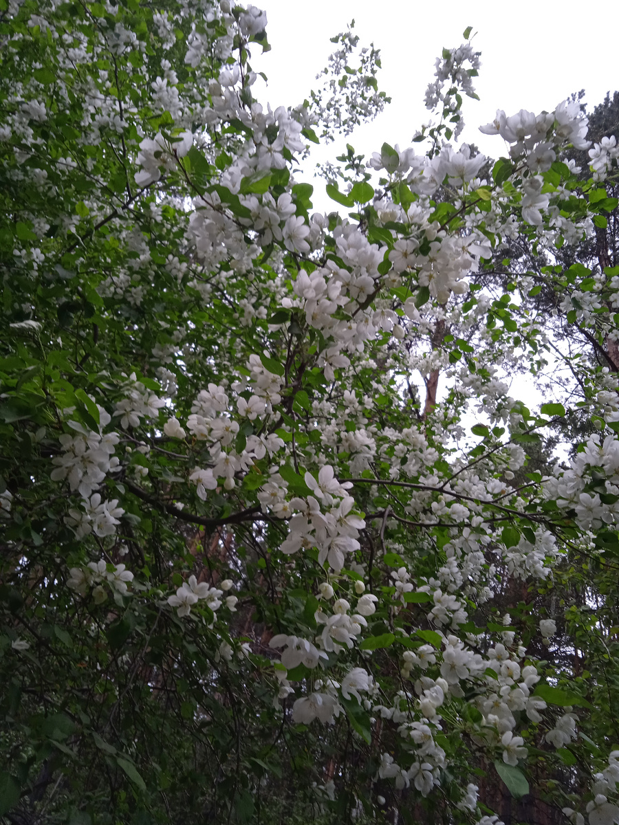 Я просто наслаждаюсь цветением яблонь