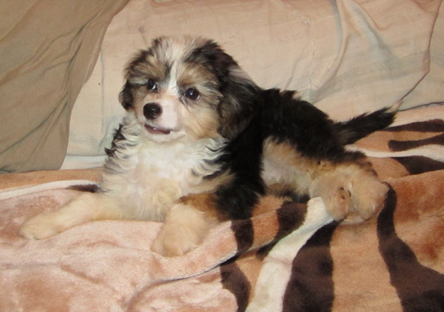 Мой любимчик - китайская пуховая хохлатая 