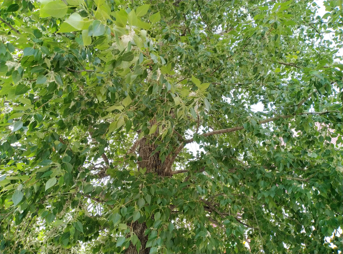 Помните пушистый тополь? Он уже растерял свою былую красоту