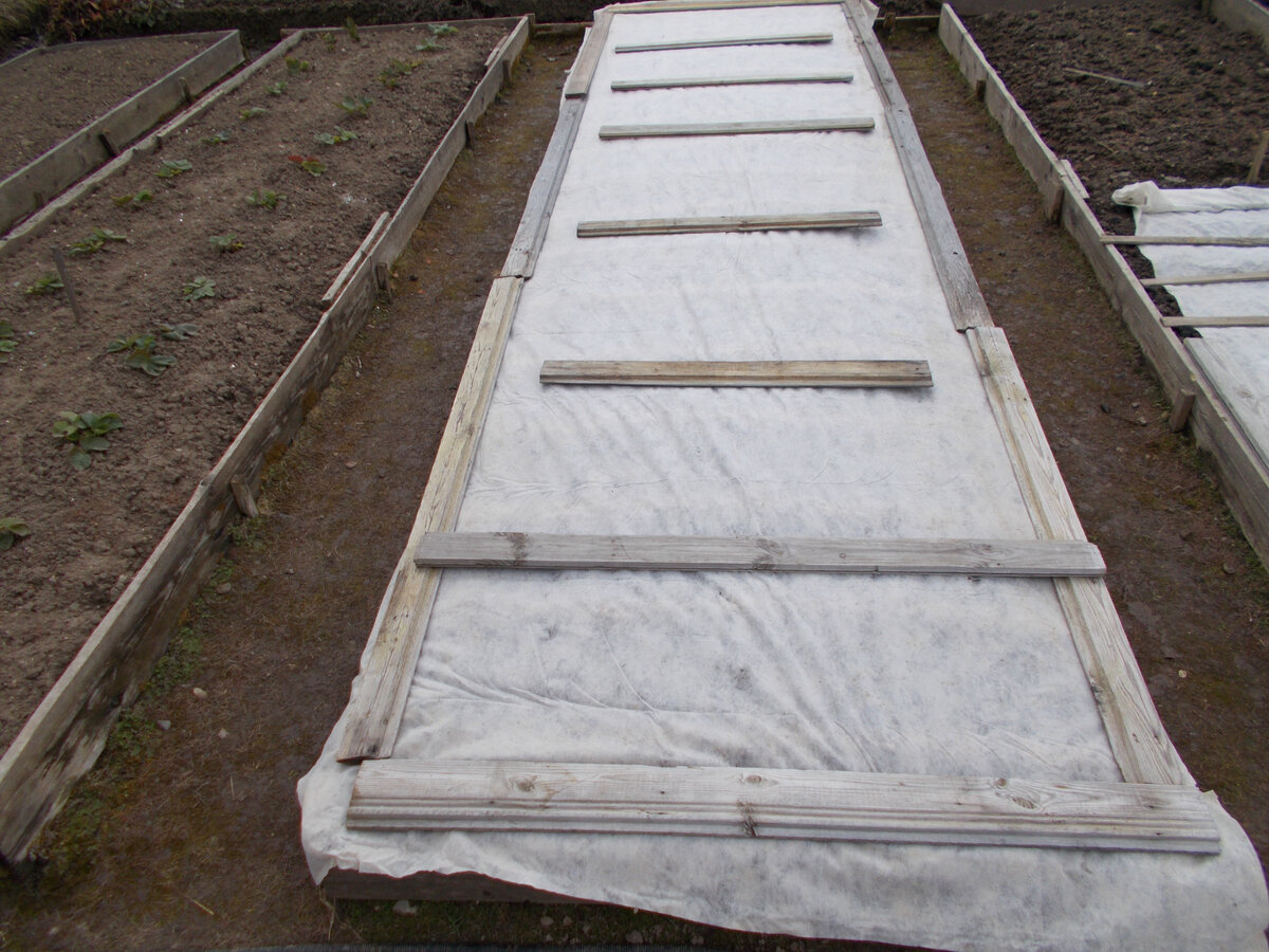 Фото автора. Грядка  с морковкой укрыта