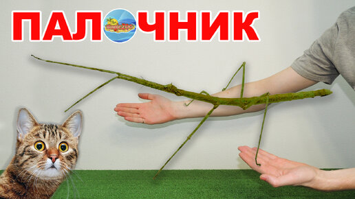 Палочник. Привидение у вас в террариуме | Stick Insect |Carausius Morosus terrarium diy.