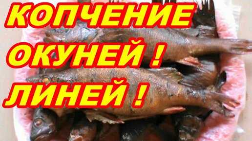 КАК ЗАКОПТИТЬ РЫБУ ! КОПЧЁНЫЙ ОКУНЬ ! КОПЧЕНИЕ ЛИНЯ !