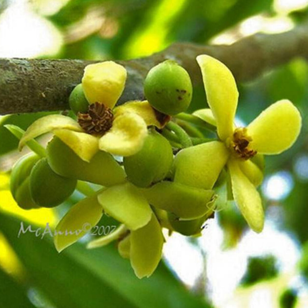 Дерево Кепель