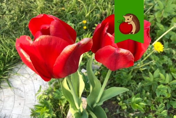 Что стоит, а что не стоит сажать на месте выкопанных тюльпанов?0