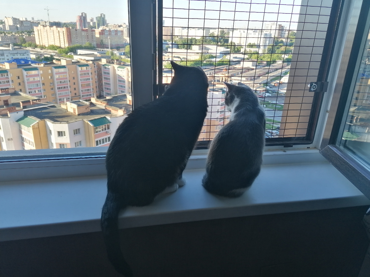 Слушают птиц