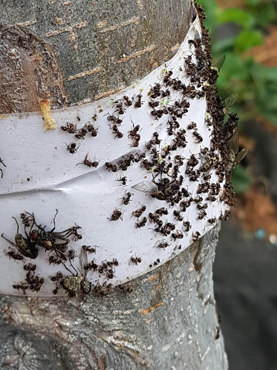 Насекомые прилипли к ловчему поясу