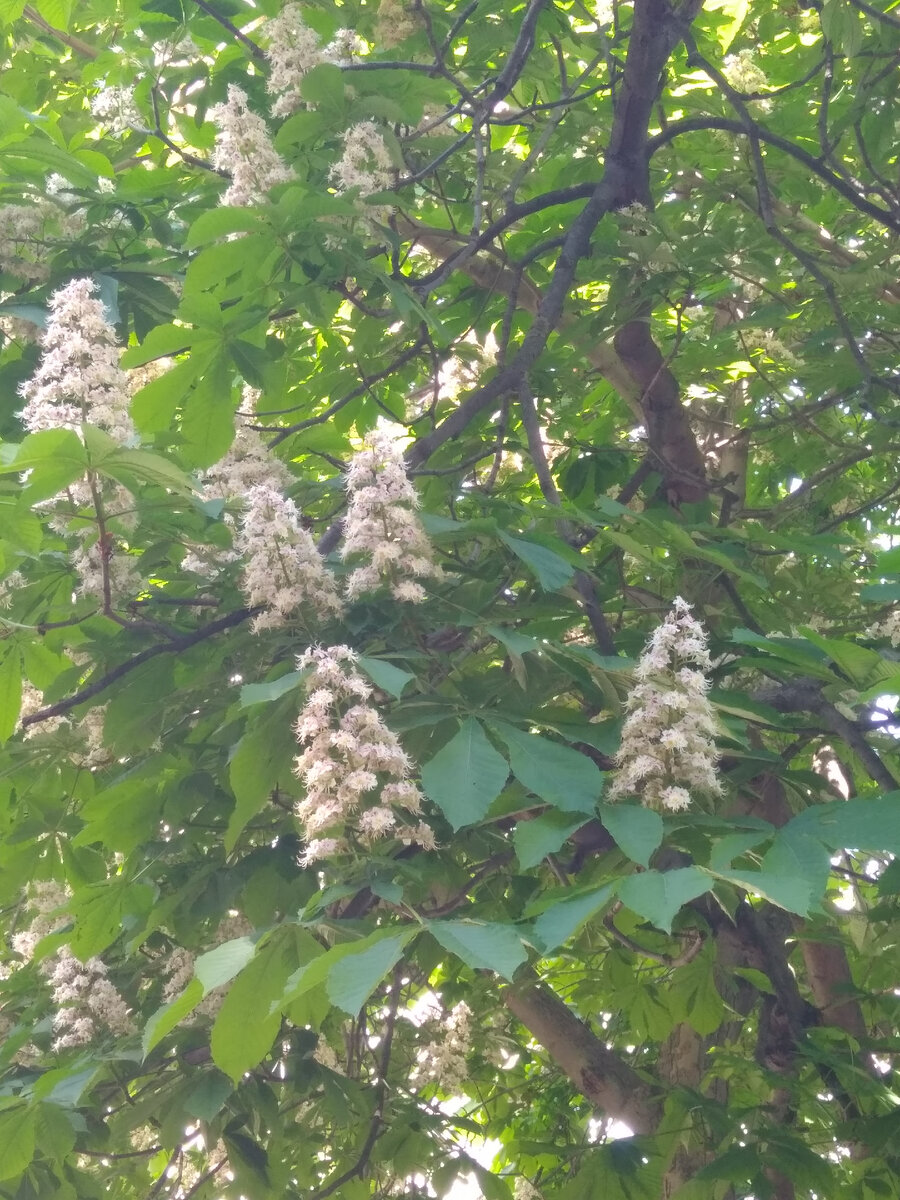 Зацвели каштаны.. Потрясающе красиво.. 