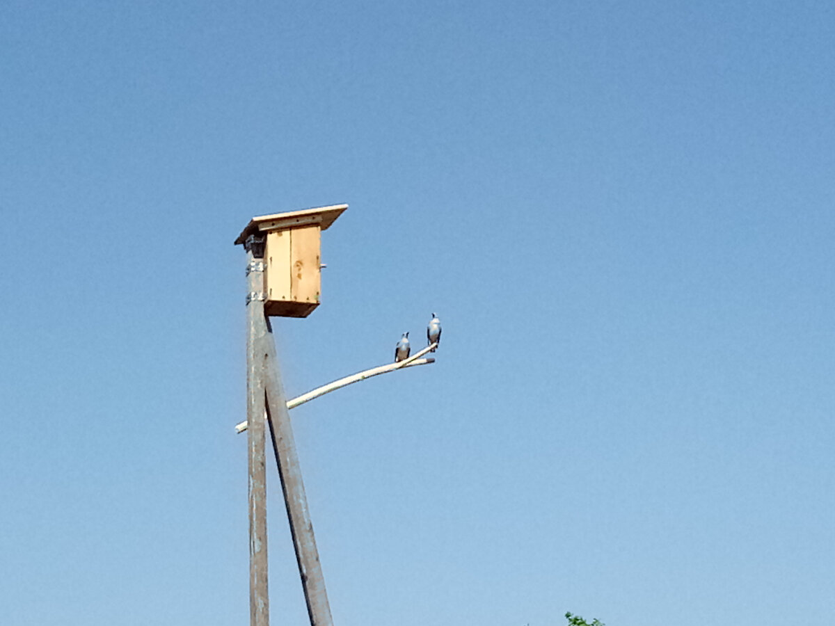 Наши скворцы