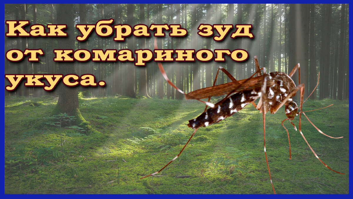 Как избавиться от зуда укуса комара? Как не чесать укус комара | 7 голова |  Дзен