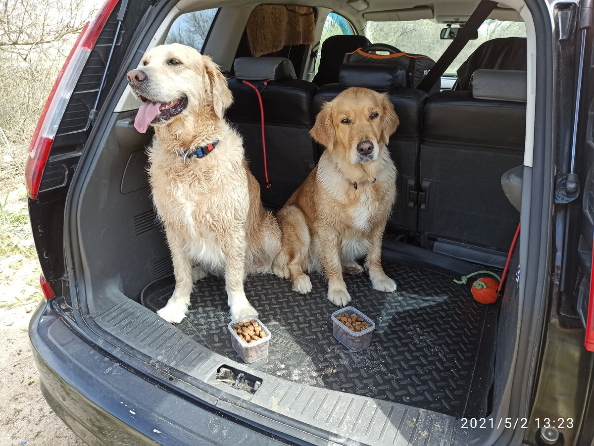 Куба и Ляля в багажнике нашего Форда С-мах