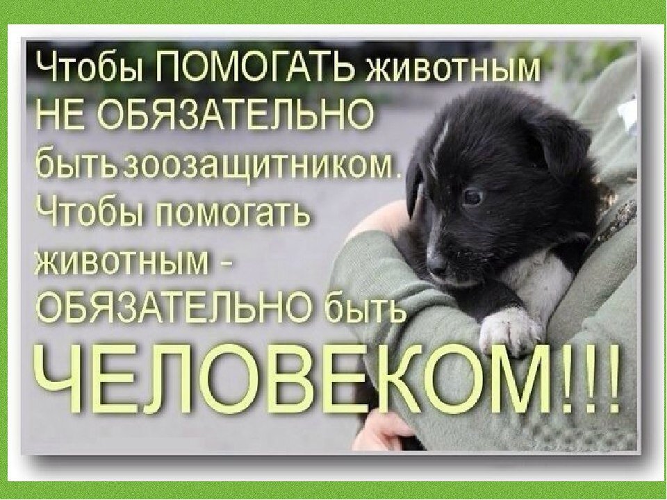 То есть помоги. Помогать животным. Фраза помощи животным. Помогайте животным. Афоризмы о помощи животным.