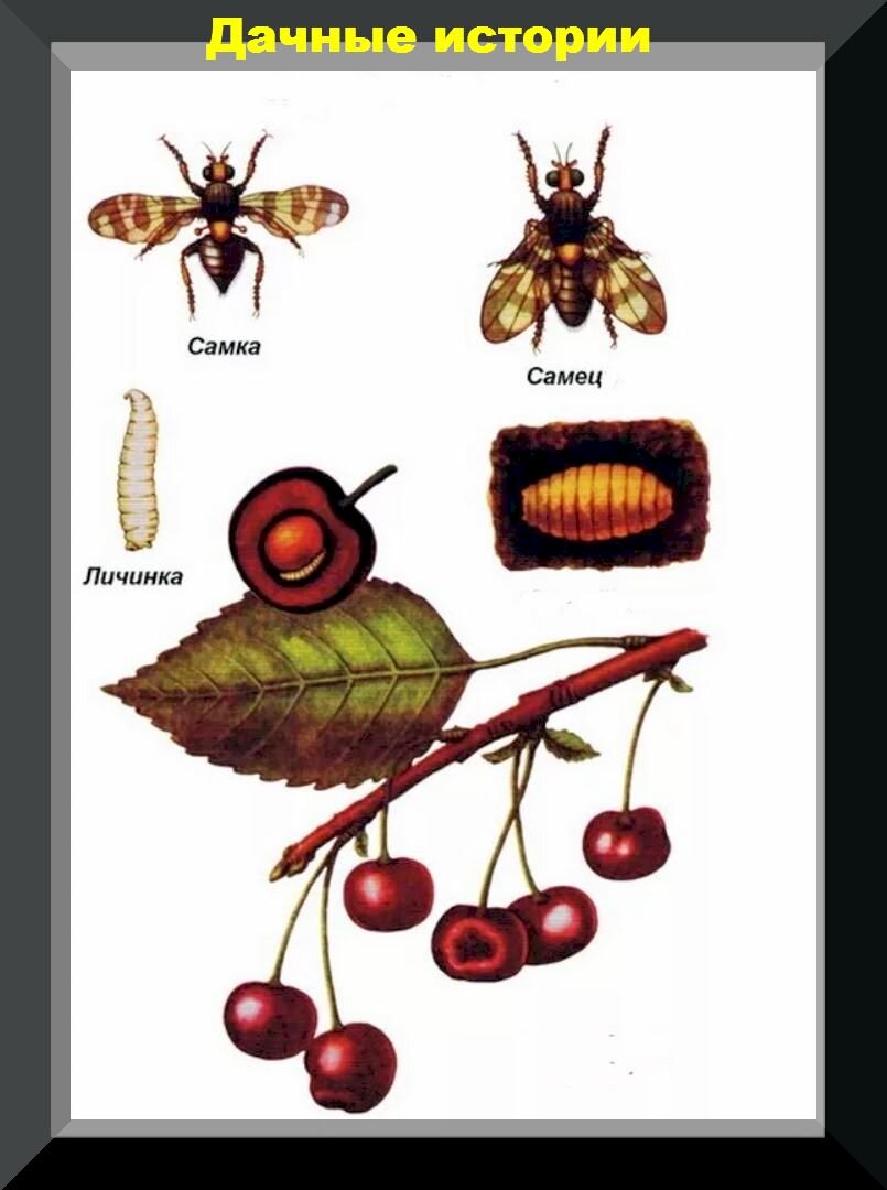 Борьба с мухой на черешне весной. Вишневая Муха на черешне. Вишневая Муха Rhagoletis Cerasi. Вишнёвая Муха методы борьбы с ней весной на черешне. Вишневая Муха цикл жизни.