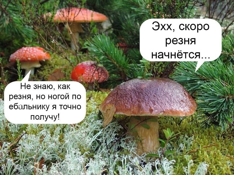 Сказочные грибы картинки