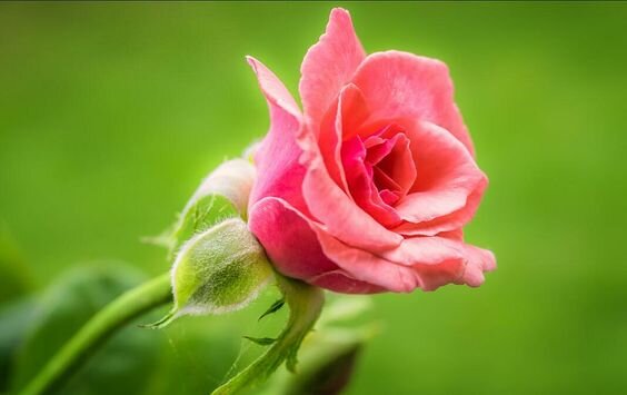 Началась пора цветения...