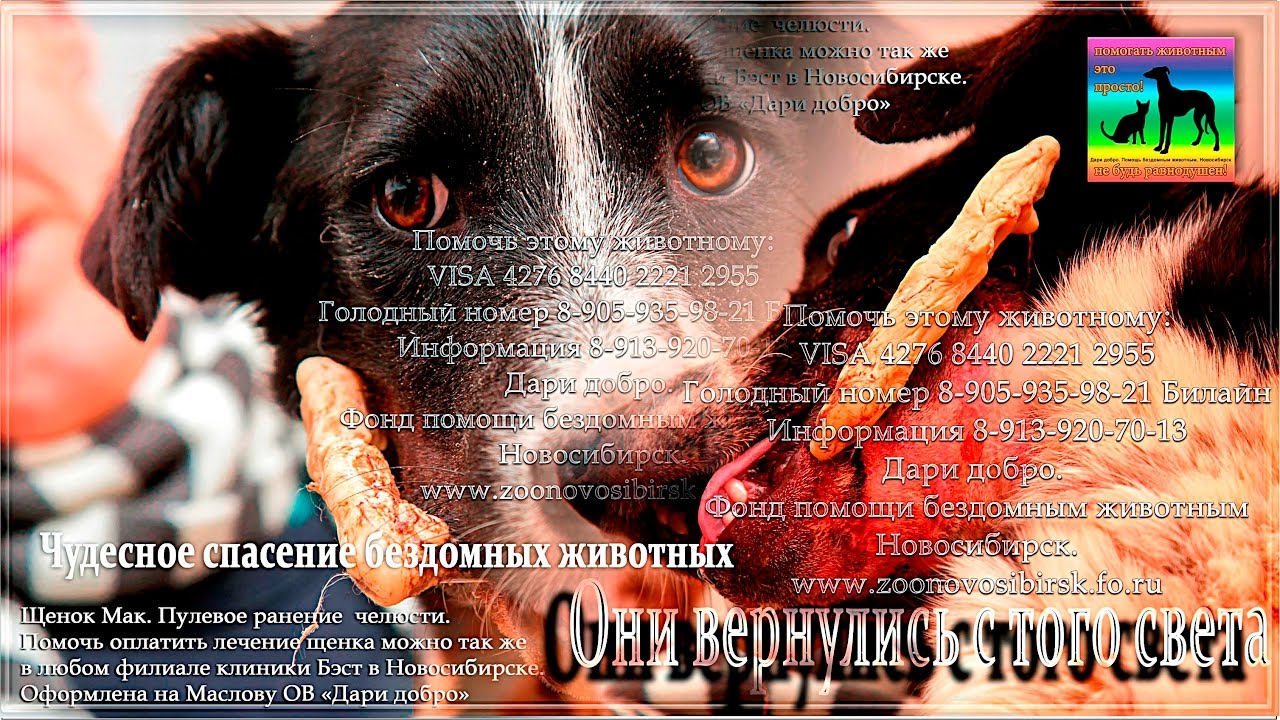 До слез Жестокая правда приютов для животных ❤ animals in the shelter needs  your help