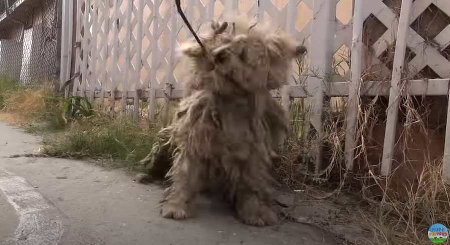 Бенджи, которого спасли реальные добрые люди, а не плагиатчик из Дзена.