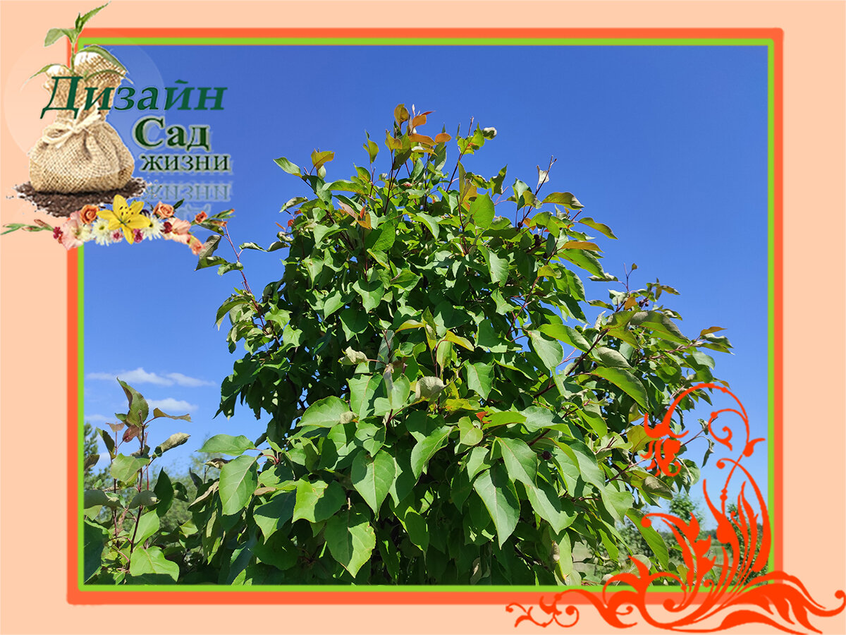 Формирование кроны яблони декоративной