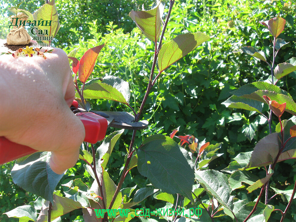 Формирование кроны яблони декоративной