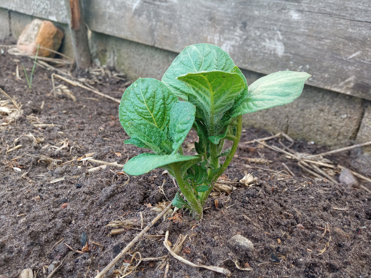 Озимый картофель вблизи