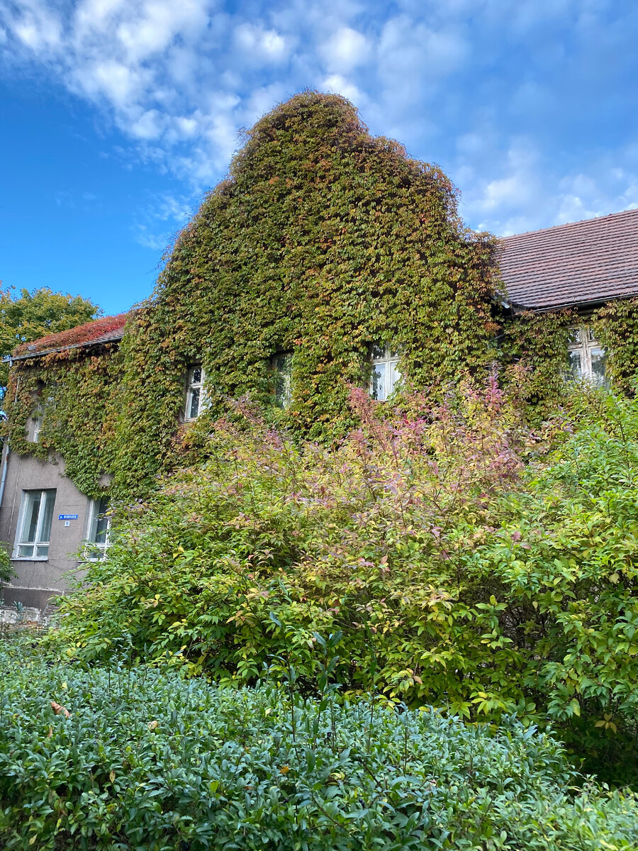 Светлогорск