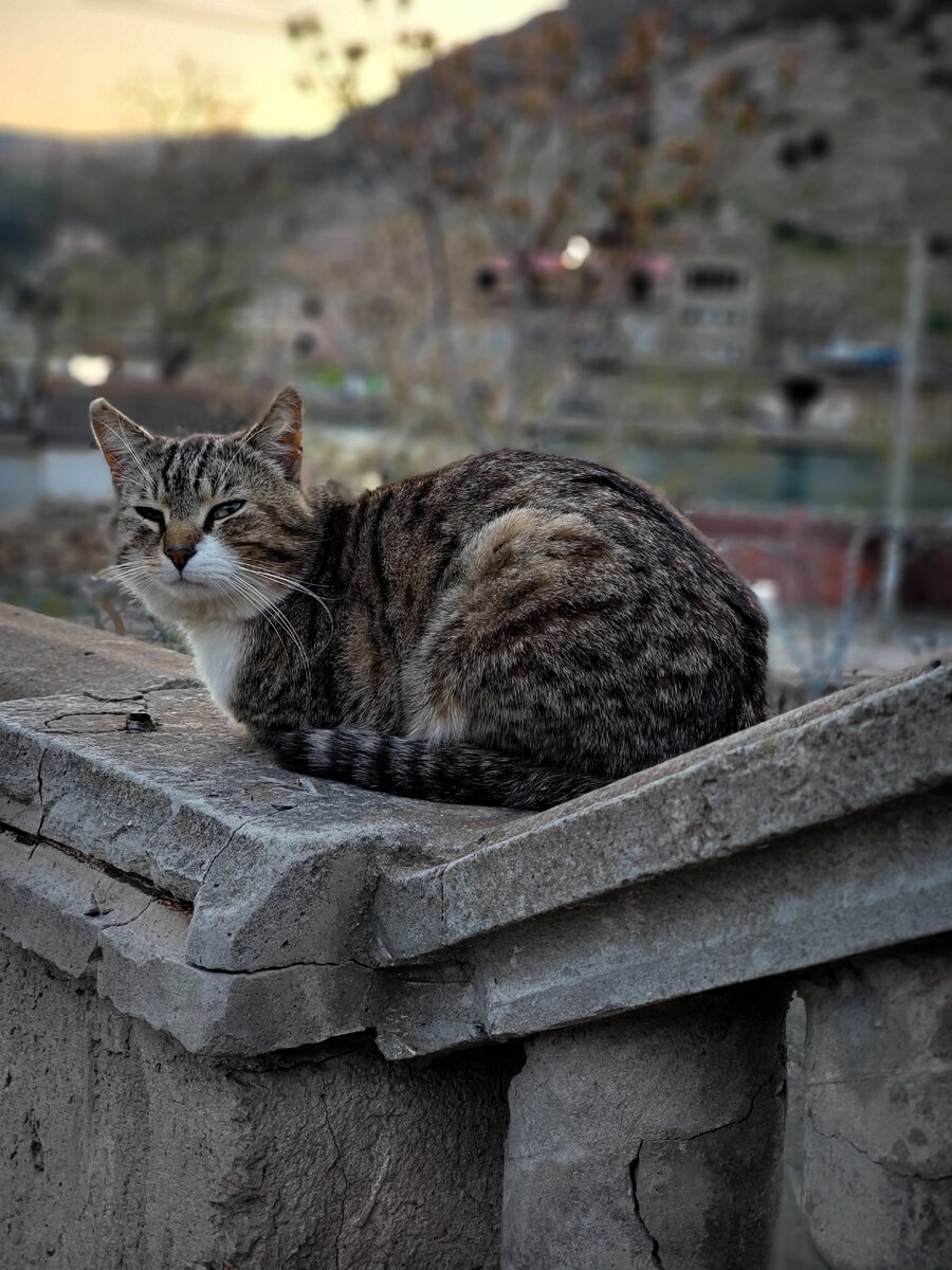 Кот в балаклаве