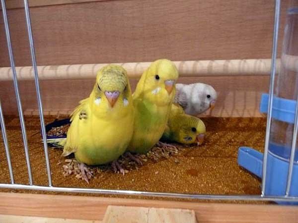 Bолнистые попугаи