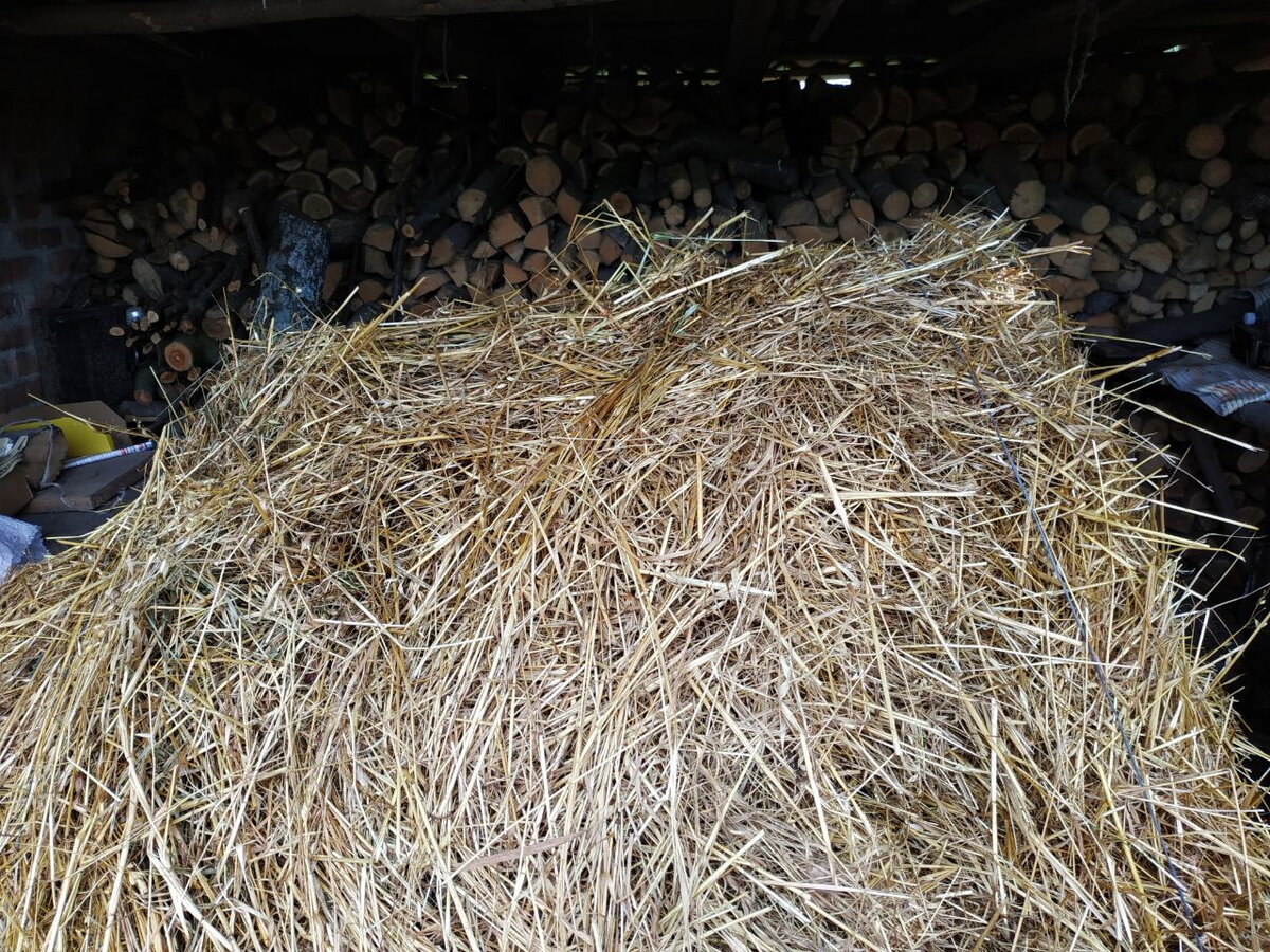 Купили тюк овсяной соломы, запах у нее волшебный. Фото автора