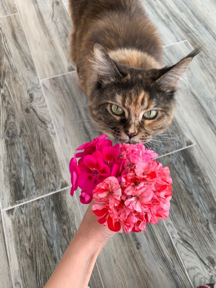 Фото из личного архива. Мейн-кун Чилита. Питомник Kotoamatsukami