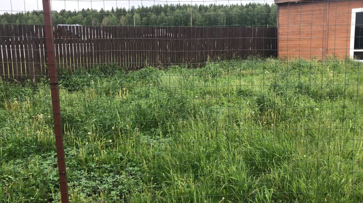 Перед первым покосом участок выглядел как заброшенный и трава была непролазной)