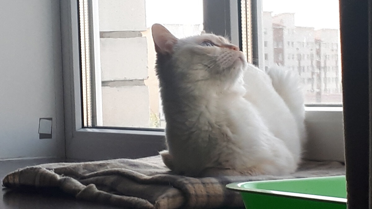 Ничего подобного! - уверяет Зёма. - Я не орал. Или это был не я!