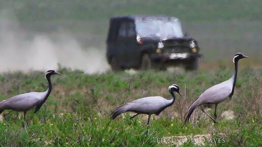 Журавль-красавка (Anthropoides virgo) - Birdwatching in Azerbaijan | Film Studio Aves