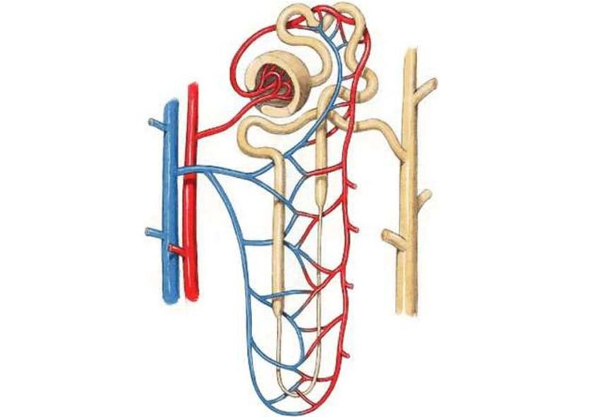 Строение нефрона фото
