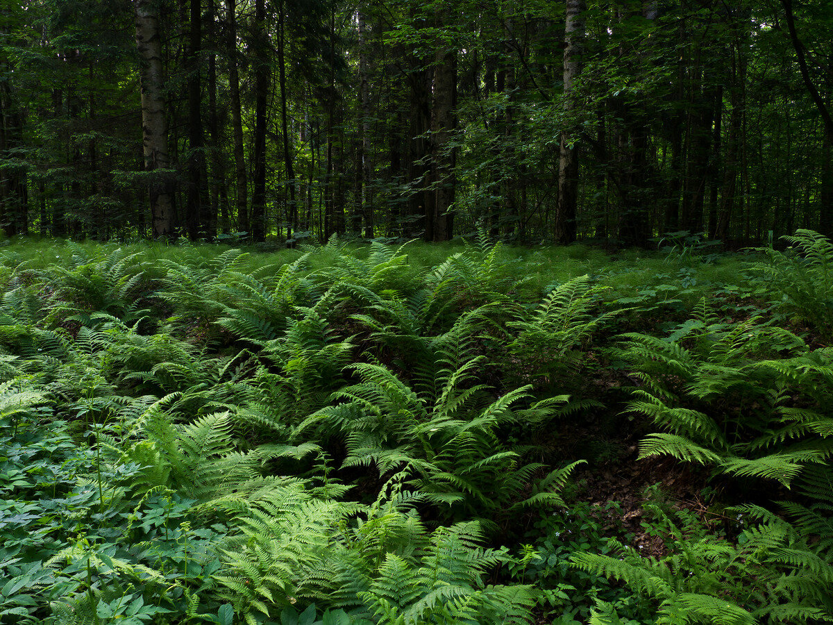 Папоротник вдоль дороги