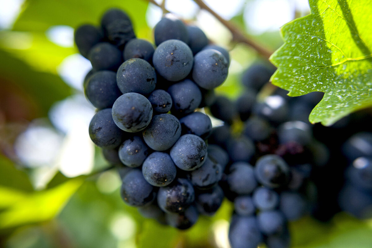 Мы решили составить подборку ТОП-20 лучших вин Пино Нуар в винотеках Dobro.Wine.