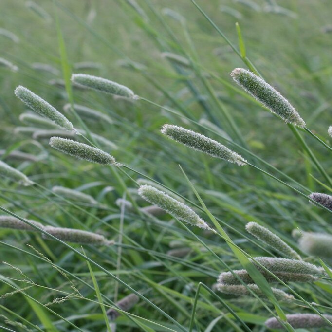 Лисохвост. Лисохвост Луговой (Alopecurus pratensis).. Лисохвост Луговой Alopecúrus praténsis. Лисохвост Луговой (Alopecurus pratensis ‘Aureovariegatus’). Лисохвост короткоколосый.