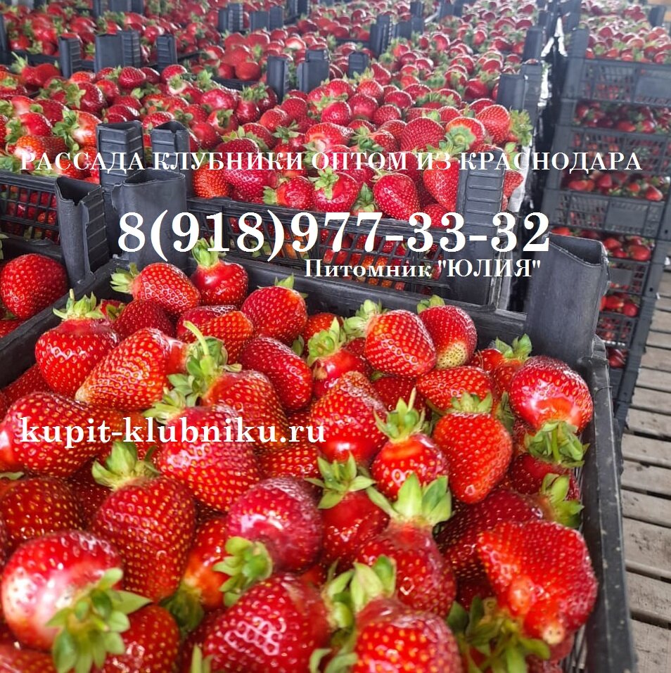 Сорт клубники Азия купить рассаду оптом +7(918)977-33-32