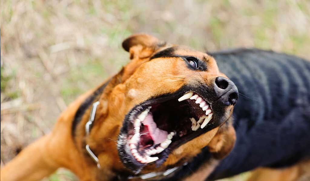 Очень добродушная псинка. А главное, ласковая!