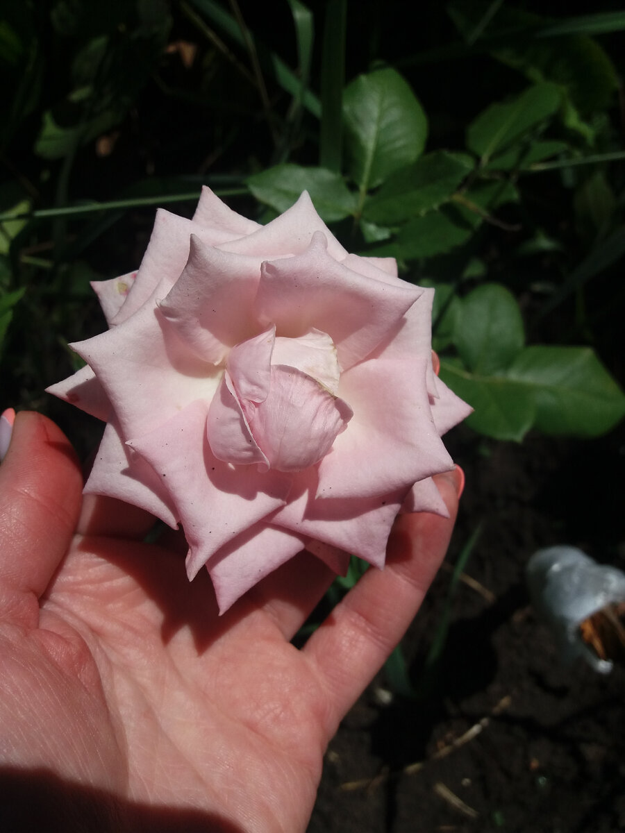 Великолепное создание Природы - дачная роза.