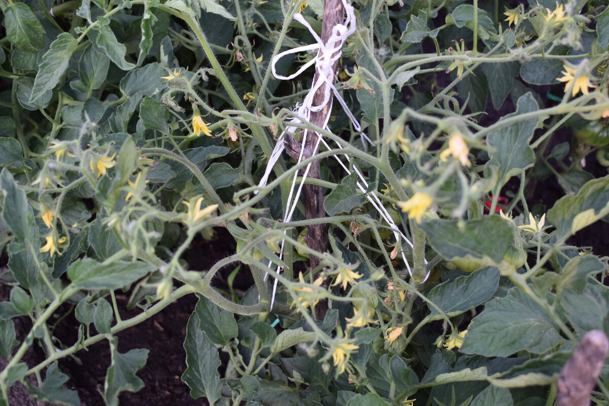 томаты активно цветут  в  открытом грунте(фото автора)2021