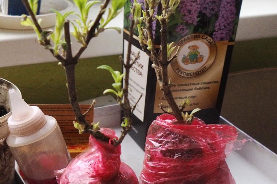 ФОТО «СПб ведомости» 