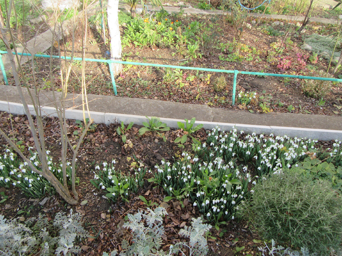 подснежники