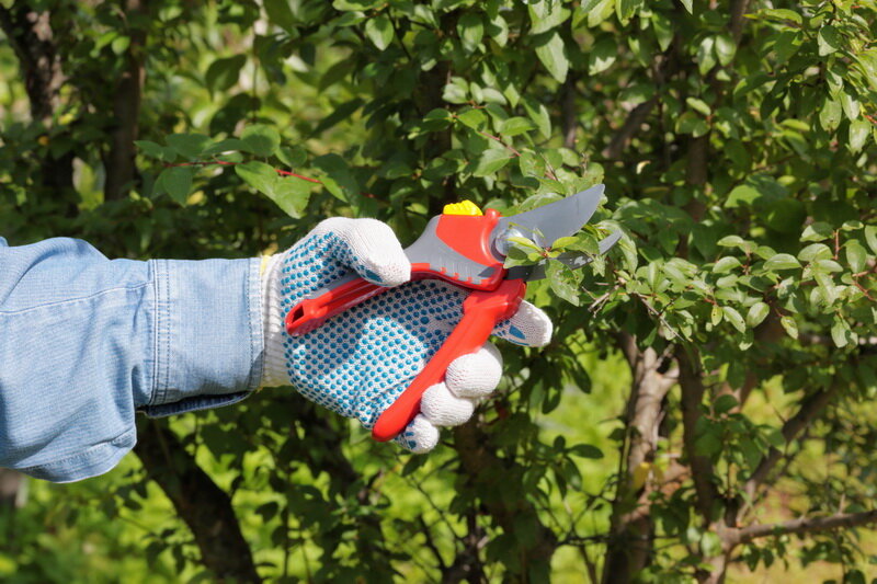 Уход за сливой, обрезка веток. Иллюстрация для статьи используется по стандартной лицензии ©ofazende.com