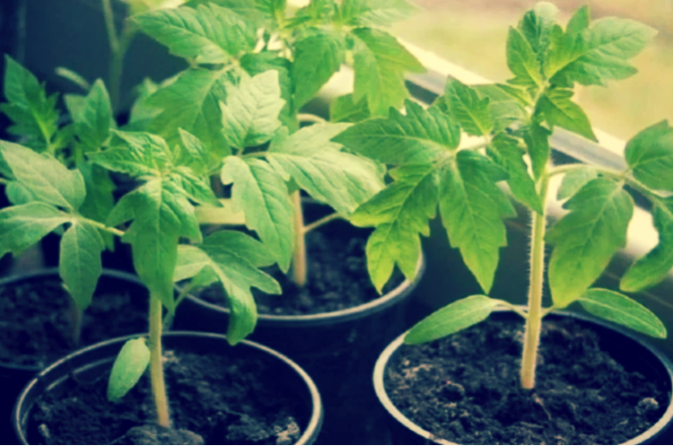 Рассада томатов