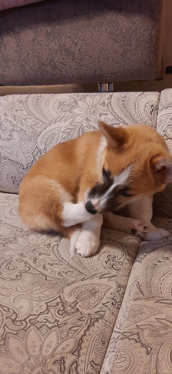 Вкусная лапа. Фото автора