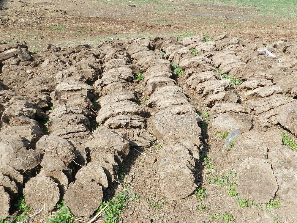 Кизяк используется как топливо.