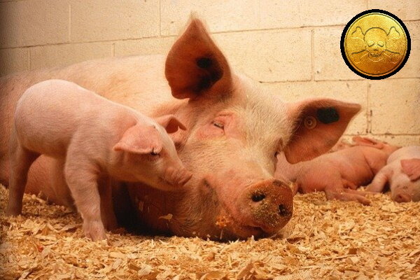 Коллаж из изображений Pixabay