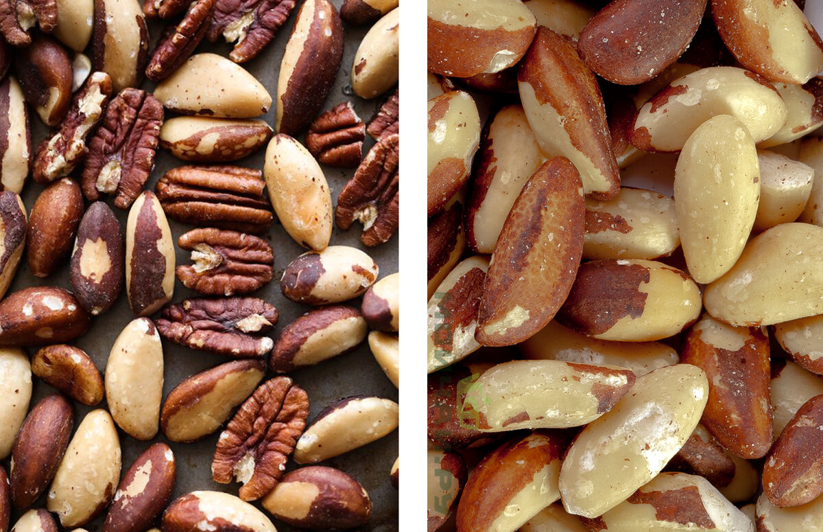 Грецкий орех самаркандский. Бразильский кешью. Bertholletia excelsa "бразильские орехи". Кешью и фундук. Бразильский орех медиум.