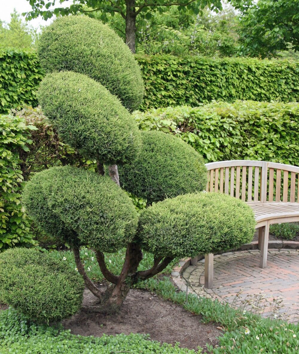 Ирга ниваки. Пузыреплодник бонсай. Ива ломкая глобоза. Формирование декоративных. Формирование декоративных.