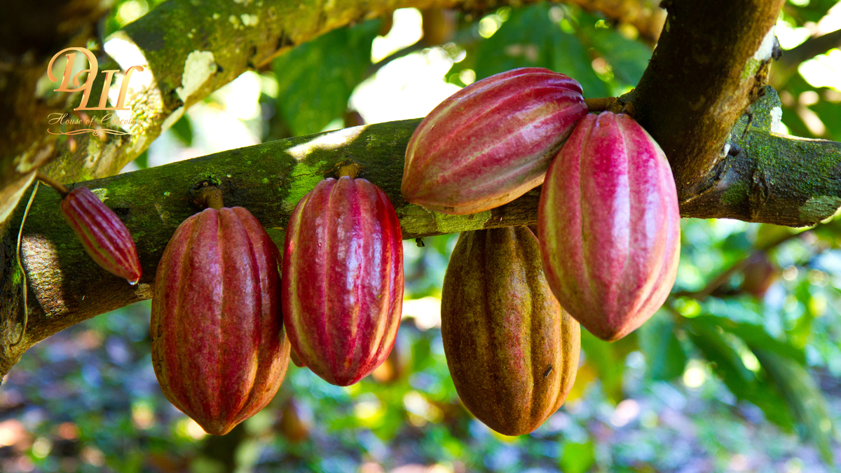 Деревья какао культивируются органическим способом