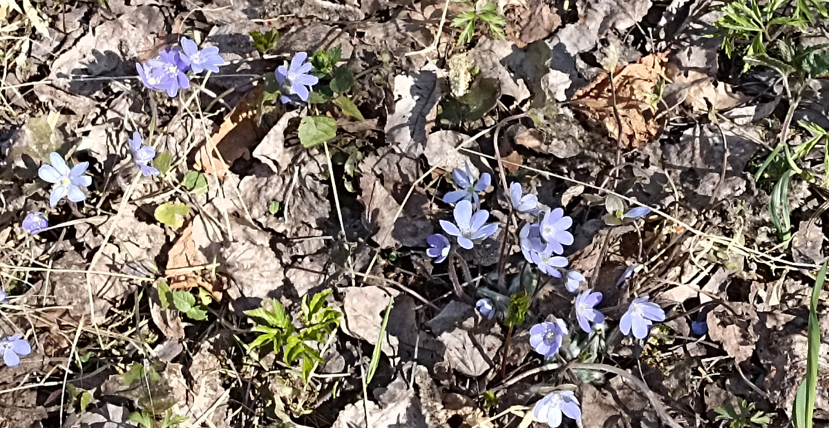 Печеночница в лесу